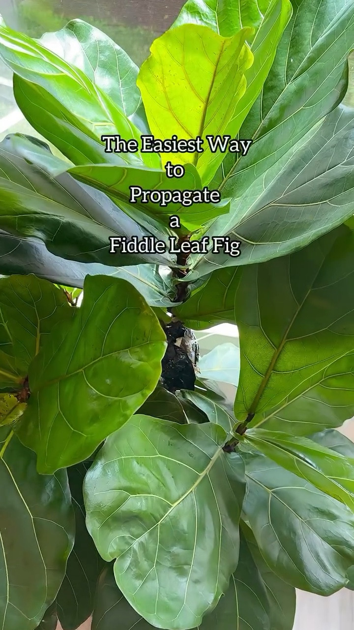 Save this for the next time you want to grow your own baby fiddle leaf fig 🌿
Fiddle leaf figs have always been tough for me to propagate, so I was honestly surprised when this worked.
I used a propagation ball, which is a form of air layering, and the results speak for themselves.
The biggest difference came down to the plant. A healthy, actively growing tree is key for getting strong roots.
If you’ve struggled with propagating your fiddle, this method is worth trying. Just make sure your plant is in a strong growth phase before you start 🌱



#fiddleleaffig #plantpropagation #airlayering #houseplanttips #plantcare
fiddle leaf fig propagation | air layering fiddle leaf fig | propagation ball method | plant propagation tips | houseplant care guide

#LTKSeasonal #LTKmomlife #LTKHome