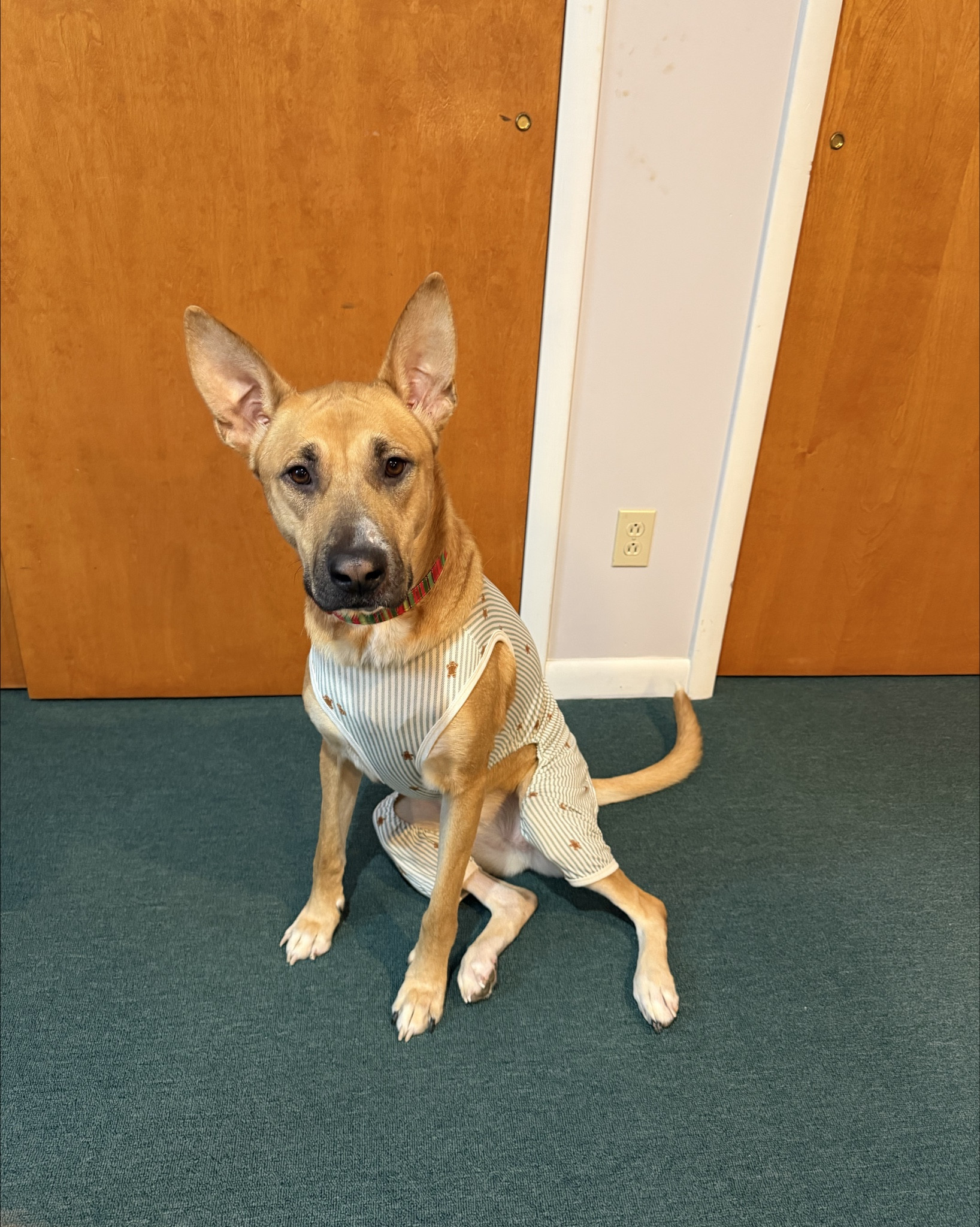 Nothing more adorable than your pup in pajamas 🐾

Dog fit
Dog outfit
Puppy gear
Holiday pajamas
Target
Christmas outfit
Dog finds 
Target pjs

#LTKGiftGuide #LTKHoliday #LTKSeasonal