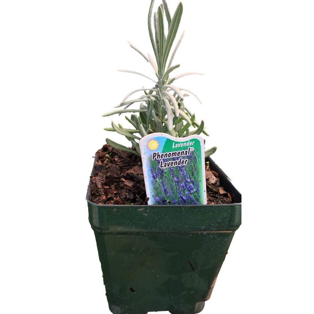 Daylily Nursery 4 in. Pot Phenominal Lavender Plant-6948615636 - The Home Depot | The Home Depot