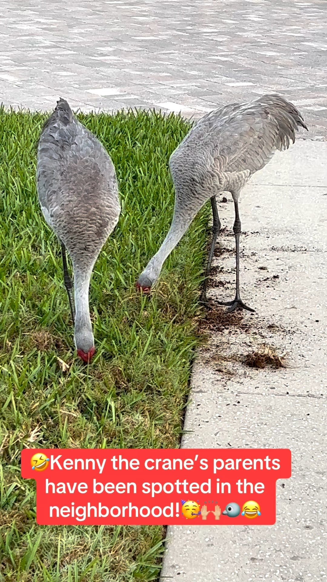 When I’m outside walking in my neighborhood in Florida, I see Sandhill Cranes!

Last year this couple had a baby which I named Kenny and see them all the time in my neighborhood.

One ☝🏻 of the daily pleasures living in Florida.

Always wear my Hoka Sneakers when I walk. Linking several pair below.

Go up 1/2 a size in these shoes. I wear a size 9 but always purchase a size 9.5. They are so comfortable. My absolute favorite sneaker!




#LTKdayinmylife #LTKActive #LTKstorytime