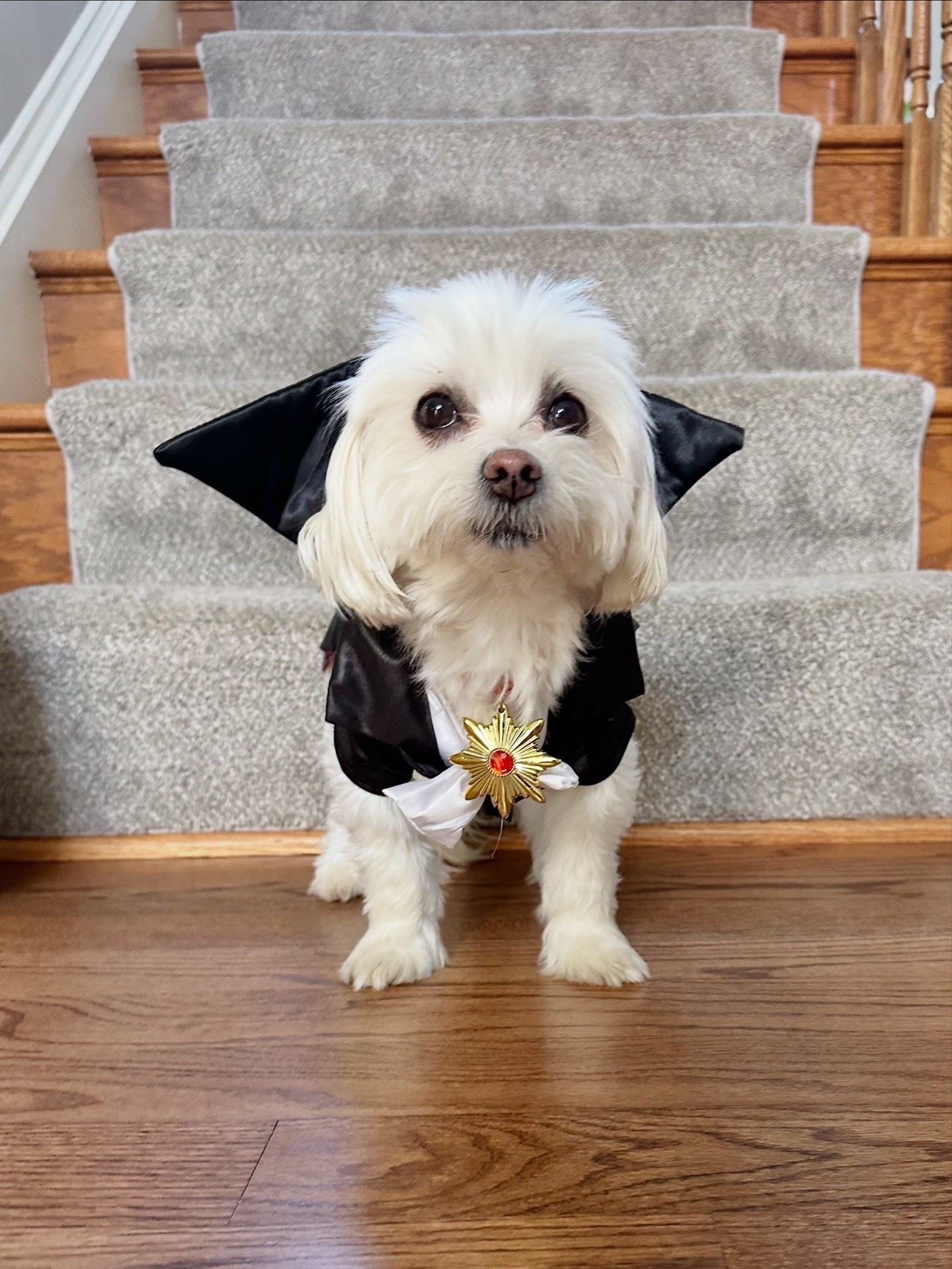 Count Barkula 

#LTKSeasonal #LTKHalloween #LTKPets