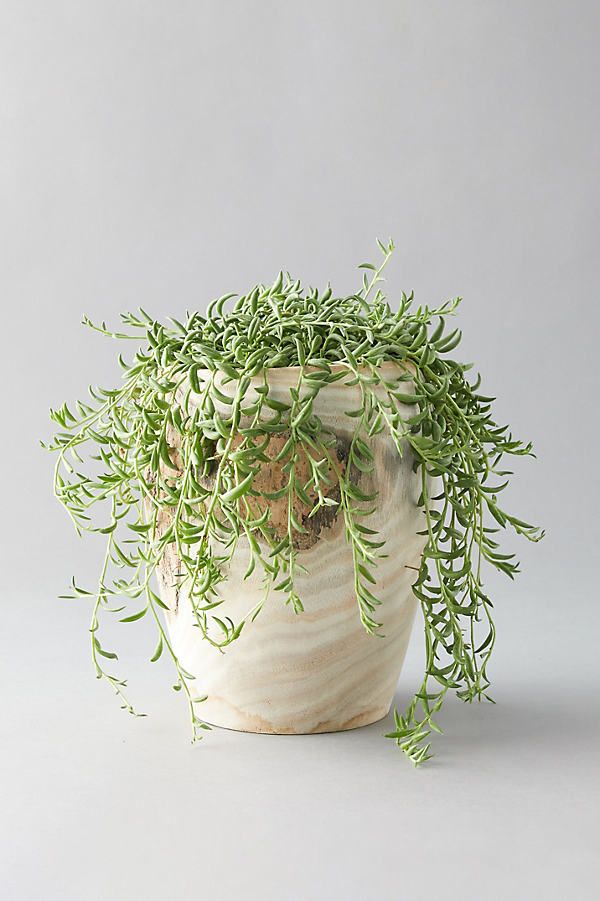 String of Bananas, Wood Pot By Anthropologie in Assorted Size ALL | Anthropologie (US)