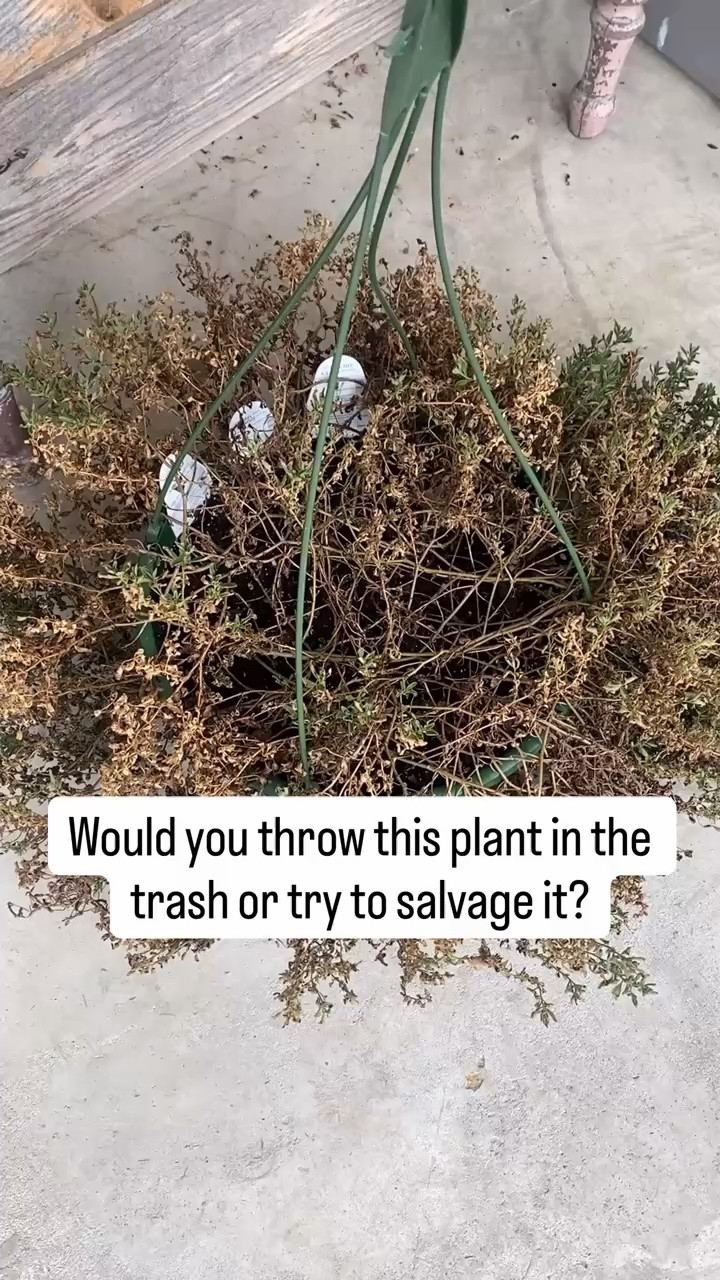 Would you throw this plant in the trash? 
-
-
-
-
plant, garden, spring, home, outdoors

#LTKHome #LTKSeasonal