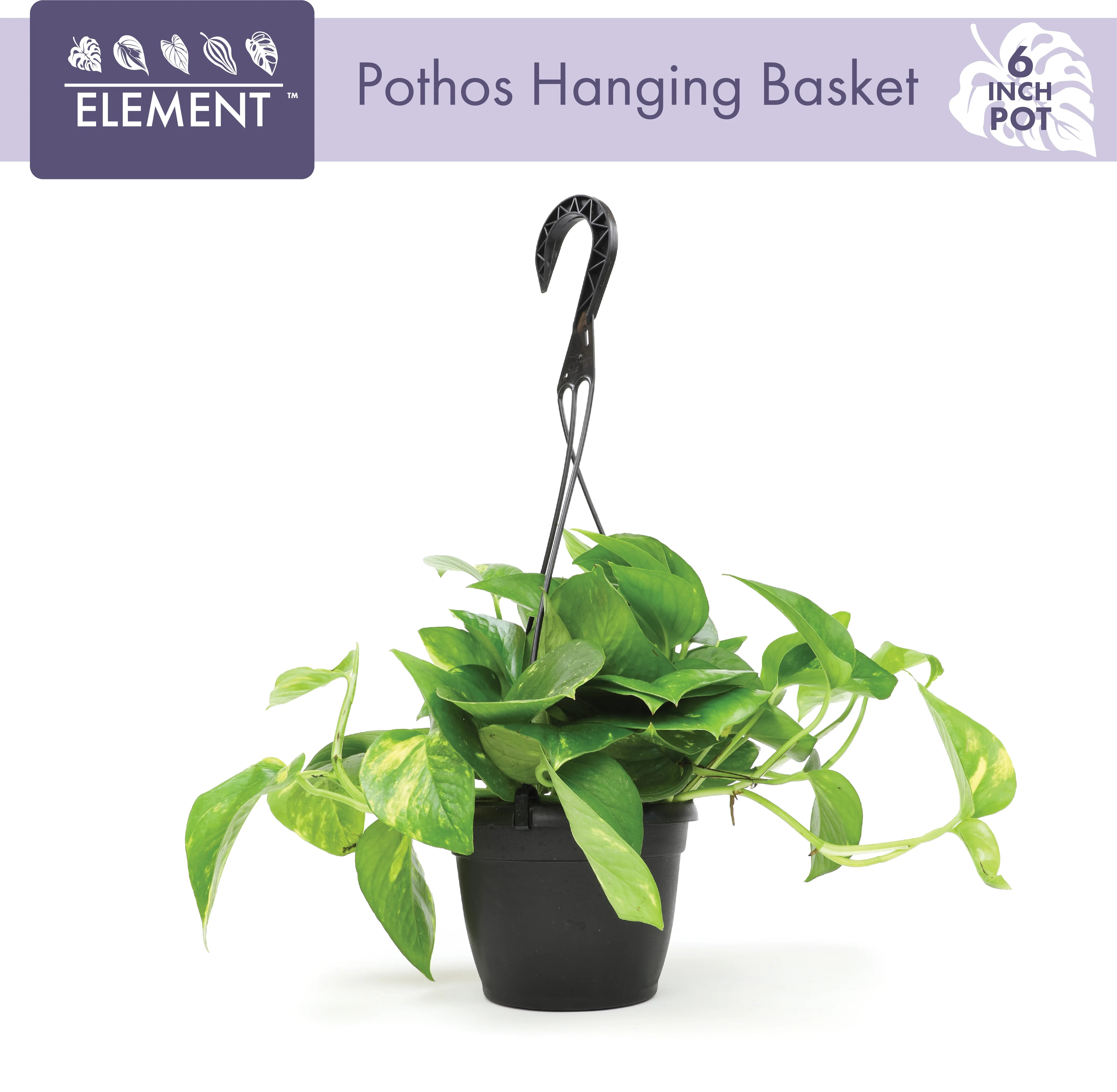 Element By Altman Plants 6" Golden Pothos Plant Live in Hanging Planter Pot, Live Trailing Plants... | Walmart (US)