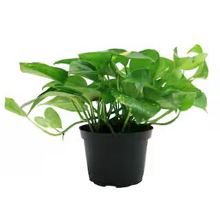 Golden Pothos Indoor Plant in 6 in. Grower Pot, Avg. Shipping Height 1-2 ft. Tall | The Home Depot