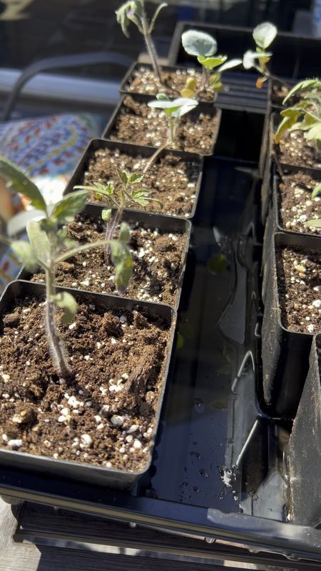 Moving our seedlings into larger pots, getting more and more excited about transplant day! Growing your food with kids is so fun  

#LTKkids #LTKSeasonal #LTKfamily