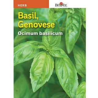 Basil Genovese Seed | The Home Depot