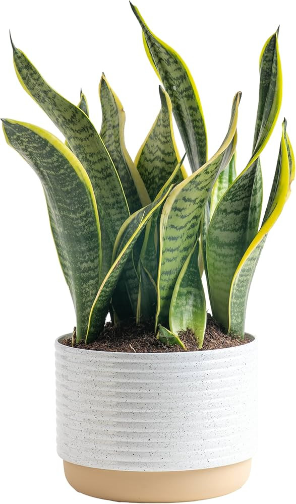 Costa Farms Live Snake Plant, Easy Care Houseplant in Indoor Garden Plant Pot, Grower's Choice Ho... | Amazon (US)