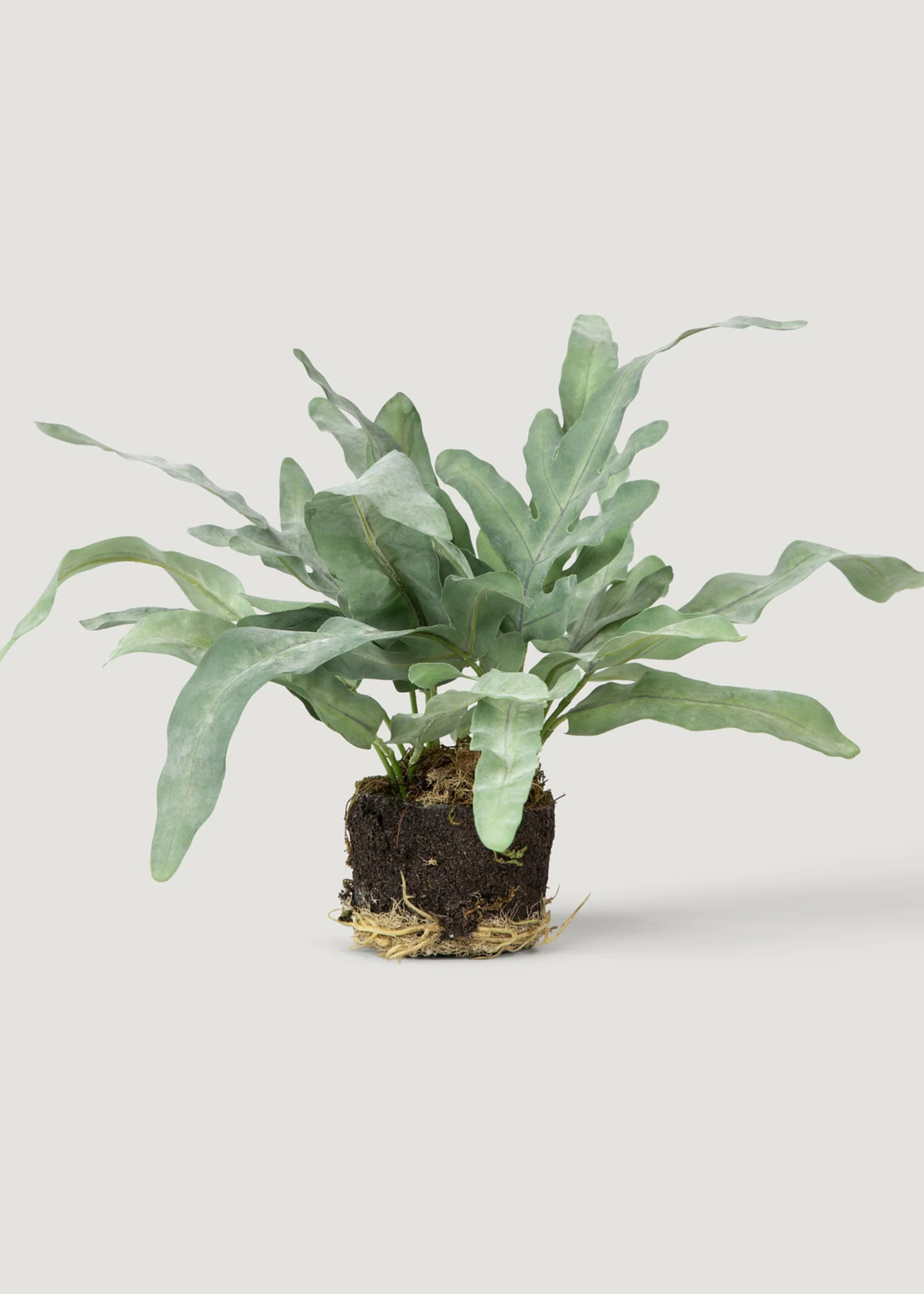 Echeveria Fern Drop-In Plant | Best Fake Plants at Afloral | Afloral