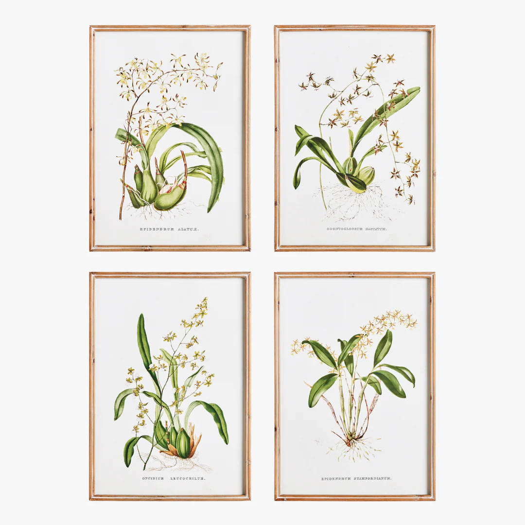 Orchid Study Framed Prints | Dear Keaton