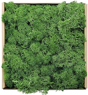 Reindeer Moss Preserved Floral Decorative Moss for Dressing Potted Plants, Fairy Garden, Terrariu... | Amazon (US)