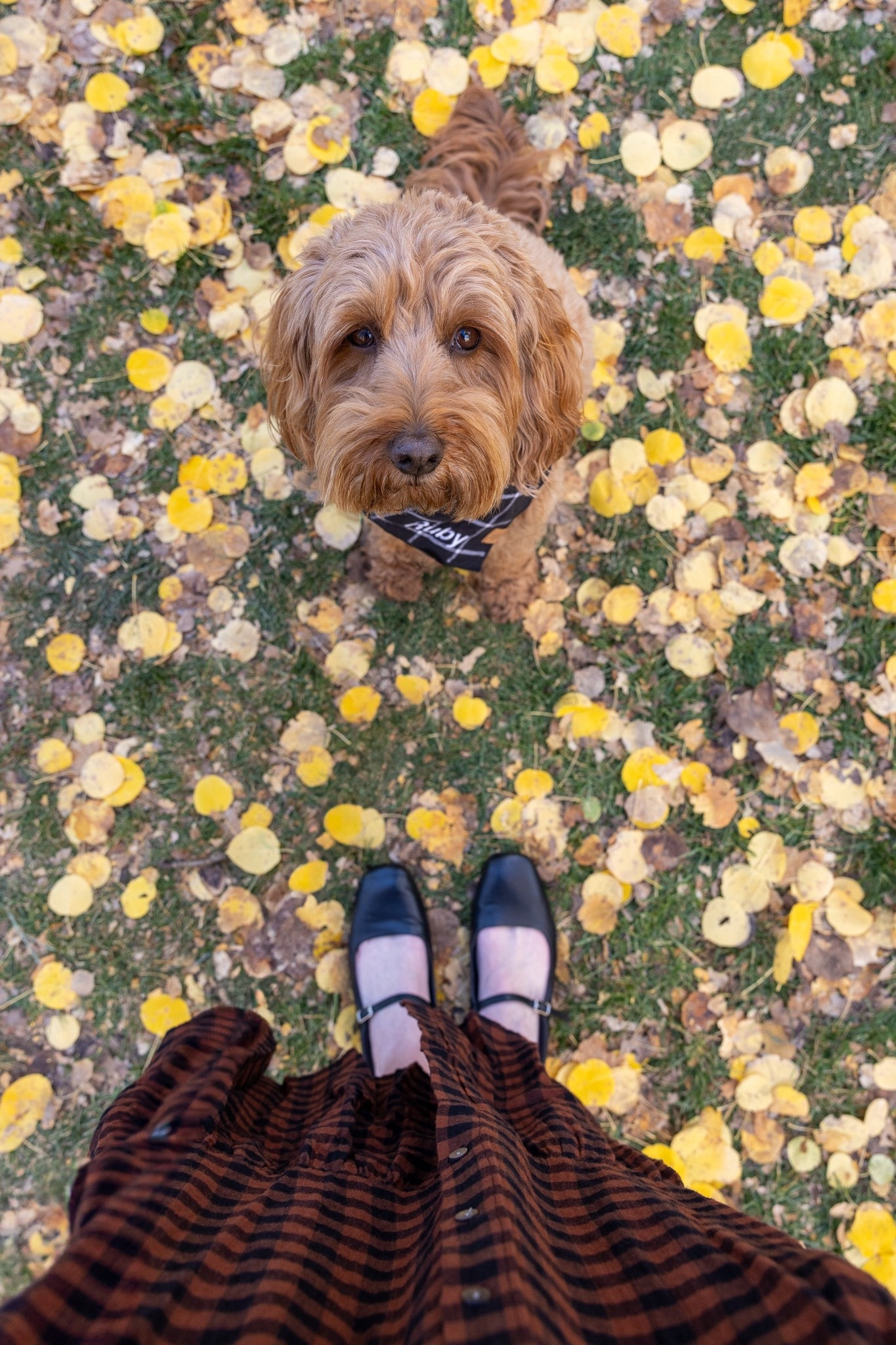 My favorite Mary Jane’s 

#LTKTravel #LTKSeasonal #LTKShoeCrush