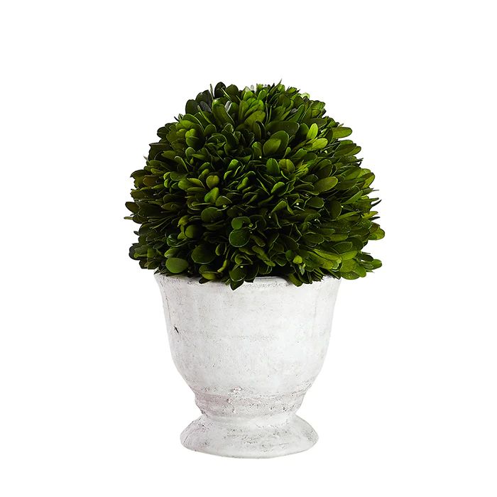 Large Single Boxwood Topiary | Caitlin Wilson Design