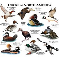 Ducks Of North America Poster Print | Etsy (US)