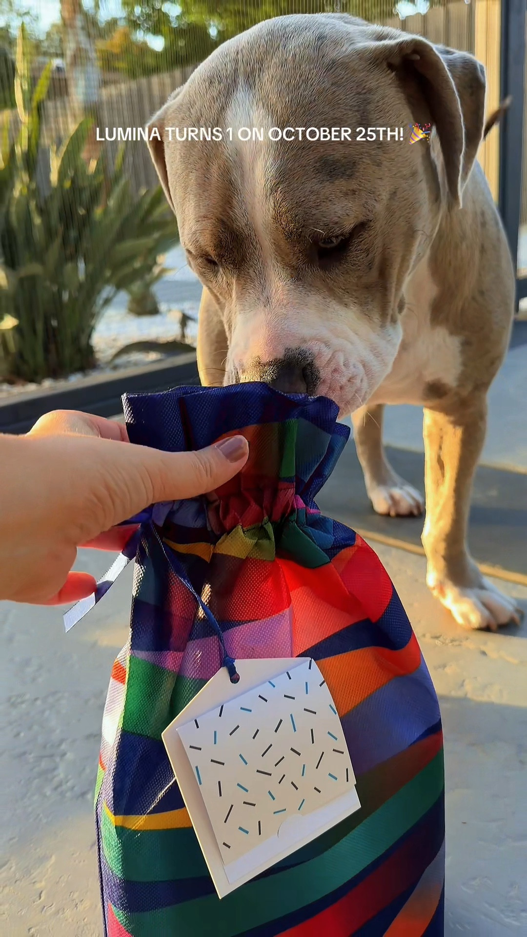 Lumina loved this present! Her favorite game is tug of war and this has been very durable! 

#LTKGiftGuide #LTKPets #LTKFamily