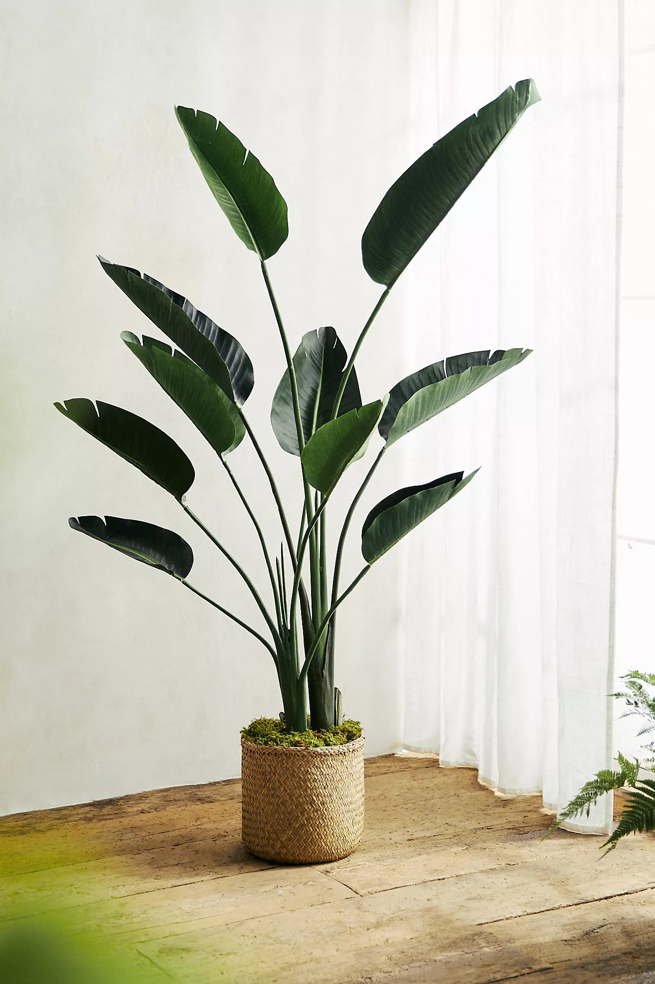 Faux Bird of Paradise, 5' | Anthropologie (US)