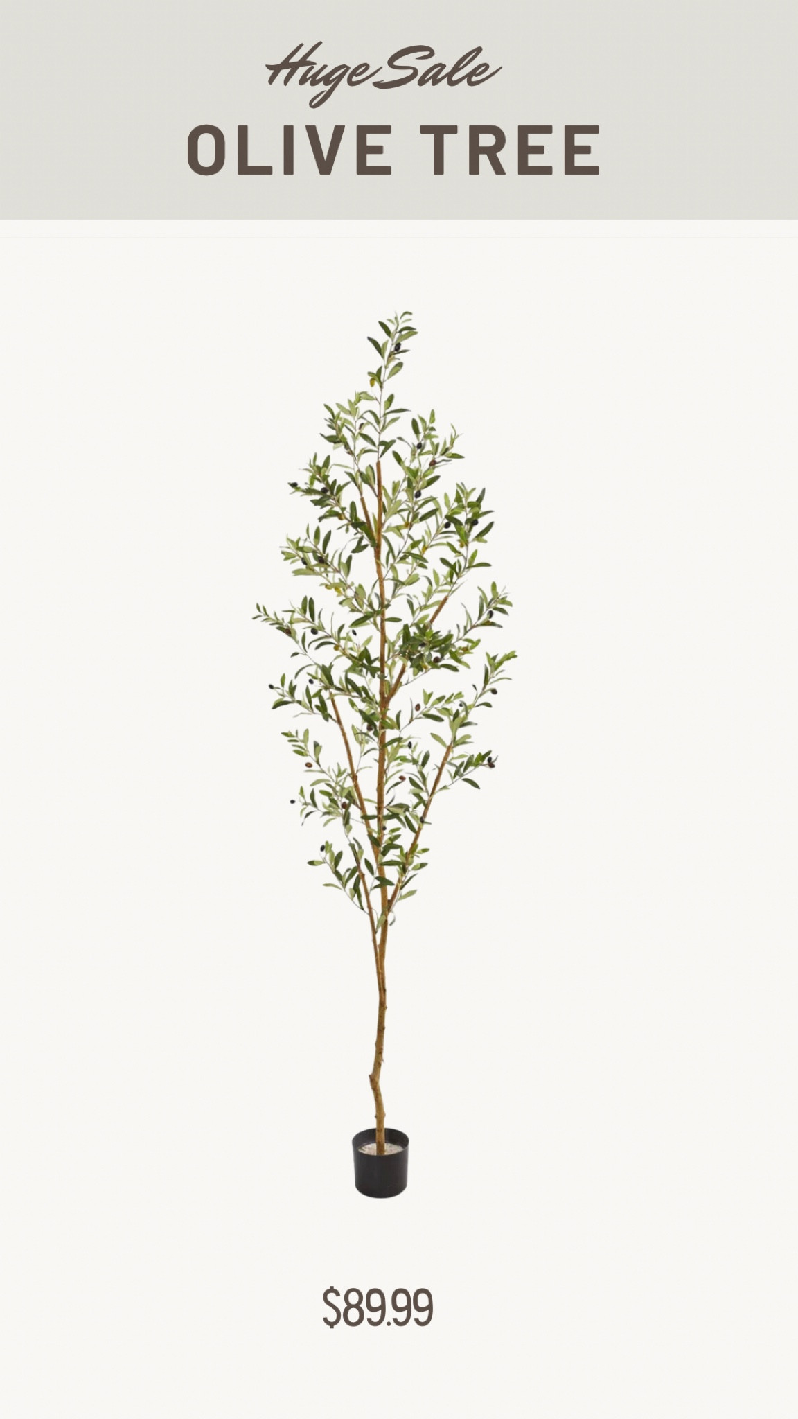 Olive tree

#LTKsalealert #LTKhome #LTKFind