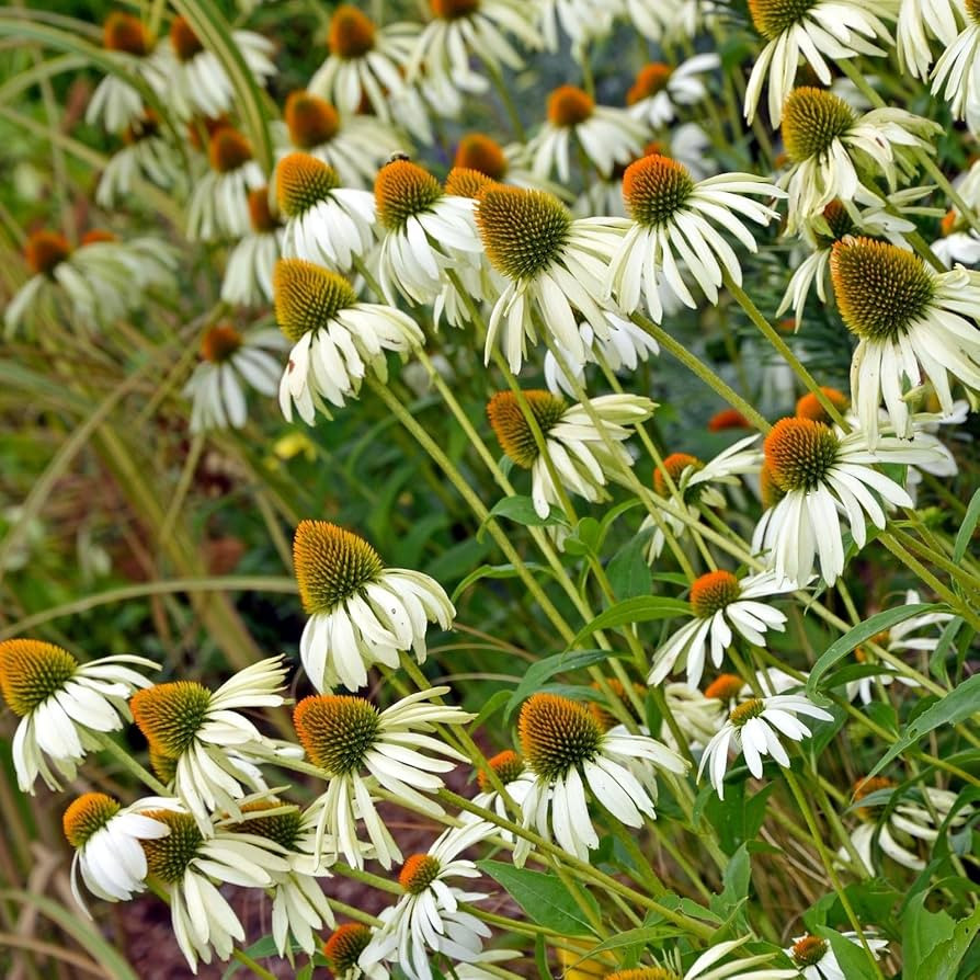 Clovers Garden White Coneflower (Echinacea Primadonna) Plants – Two (2) Live Plants – Non-GMO... | Amazon (US)