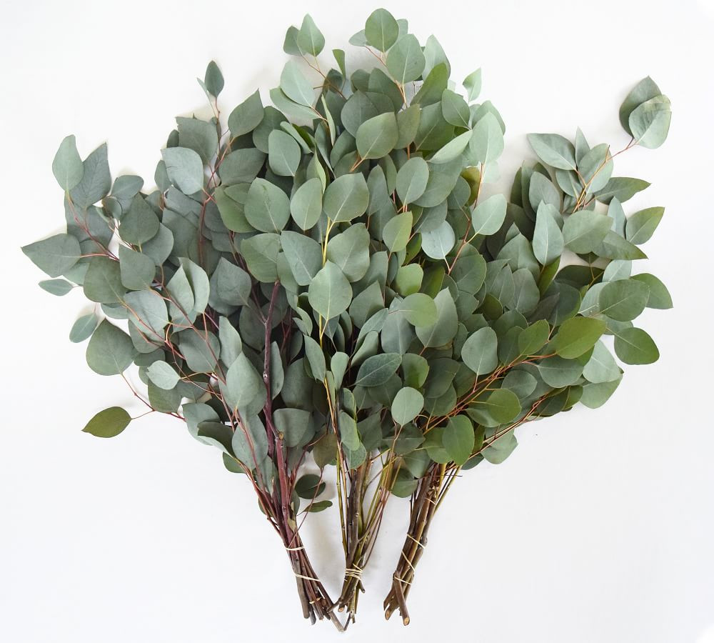 Live Silver Dollar Eucalyptus Branches, 3 Bunches | Pottery Barn (US)