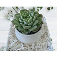 Build A Box Item - Succulent in White Ceramic Pot | Etsy (US)