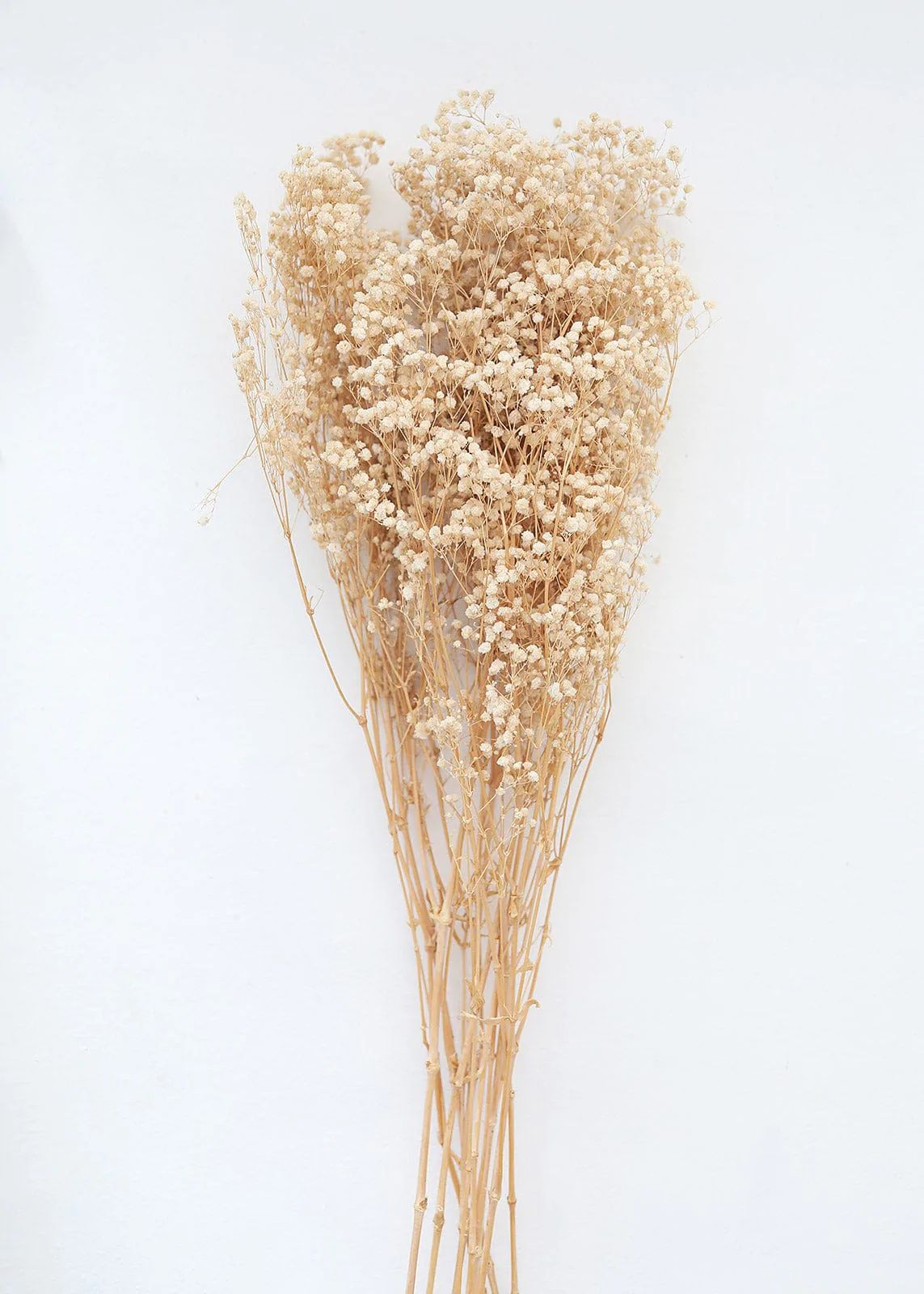 Ivory Cream Preserved Baby's Breath Bundle 24-32" Tall | Afloral (US)