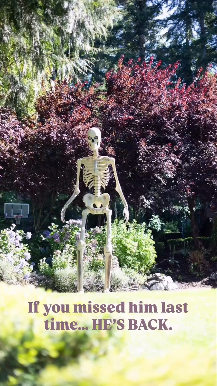 12-Foot Skelly Skeleton | Viral Halloween Yard Decor

Skelly is back! The iconic 12-foot skeleton is one of the most popular Halloween decorations and sells out fast every year. Perfect for creating a spooky statement in your front yard, porch or outdoor Halloween display. Save this for your Halloween decorating ideas and shop the 12-foot skeleton before it’s gone!

#LTKHome #LTKmomlife #LTKSeasonal
