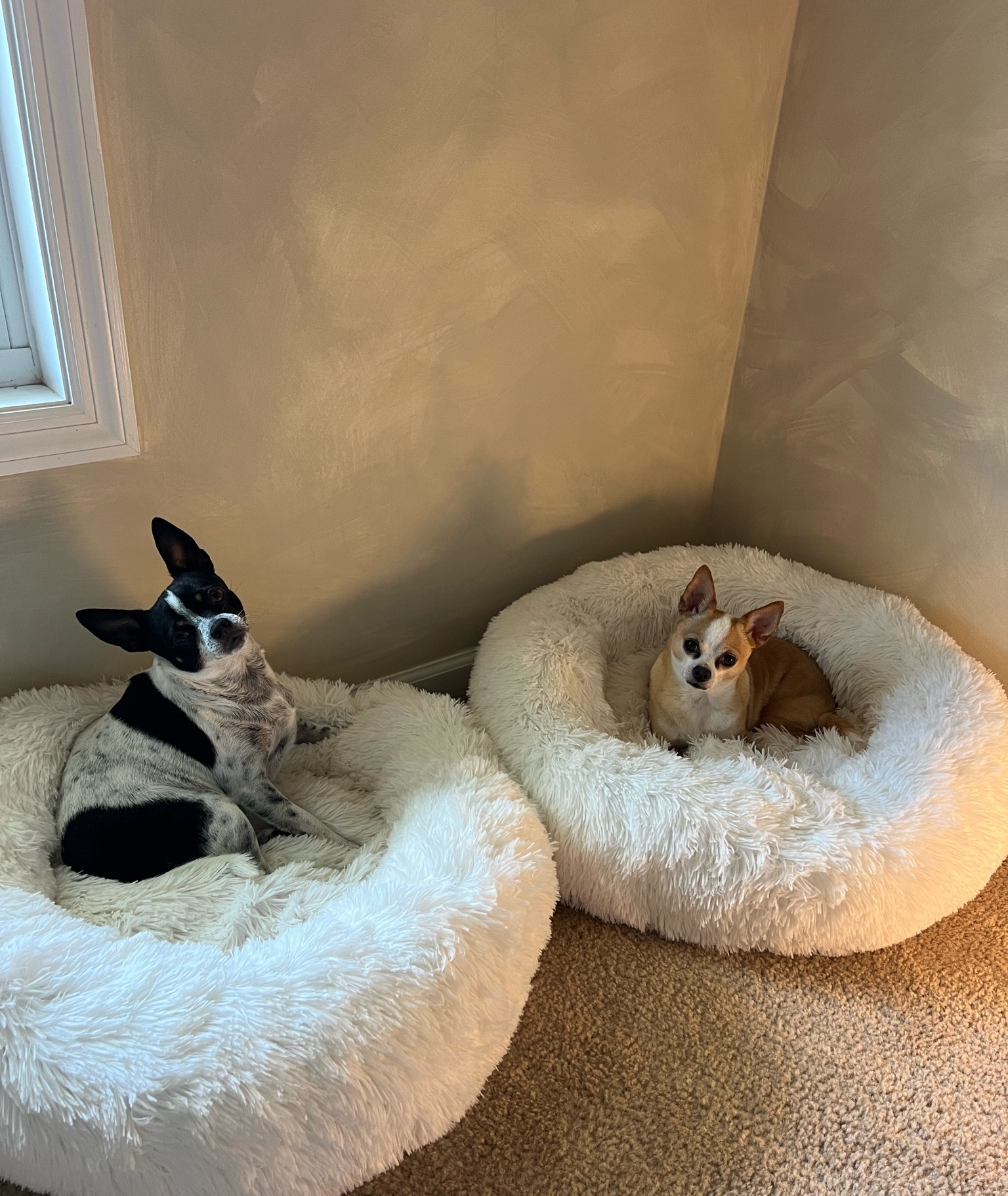Finally got some dog bed that the boys LOVE and that aren’t ugly 😚 they come in many sizes too! These are the medium size. 