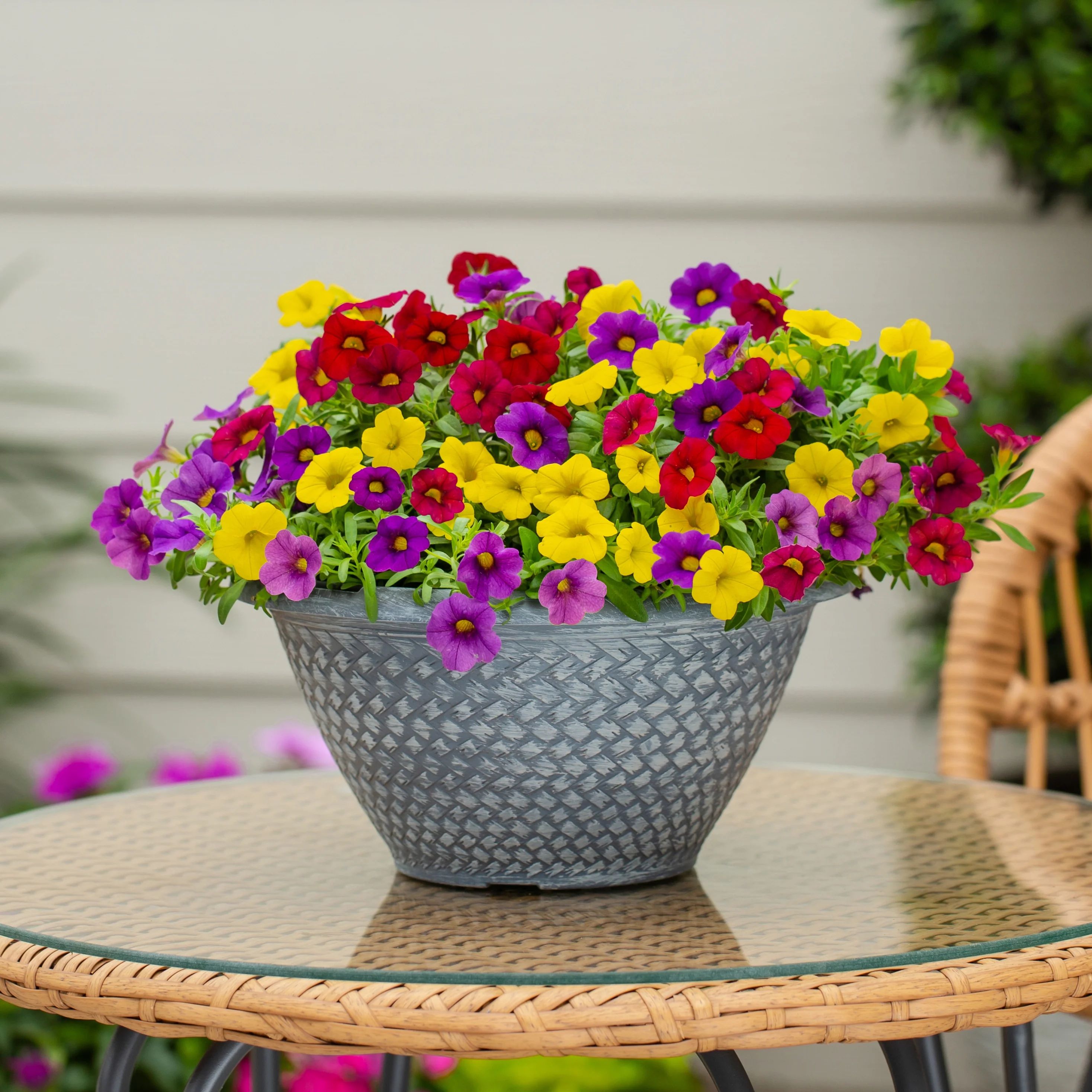 Better Homes & Gardens 3QT Multicolor Calibrachoa Comb Live Plant Decorative Pot Sun | Walmart (US)