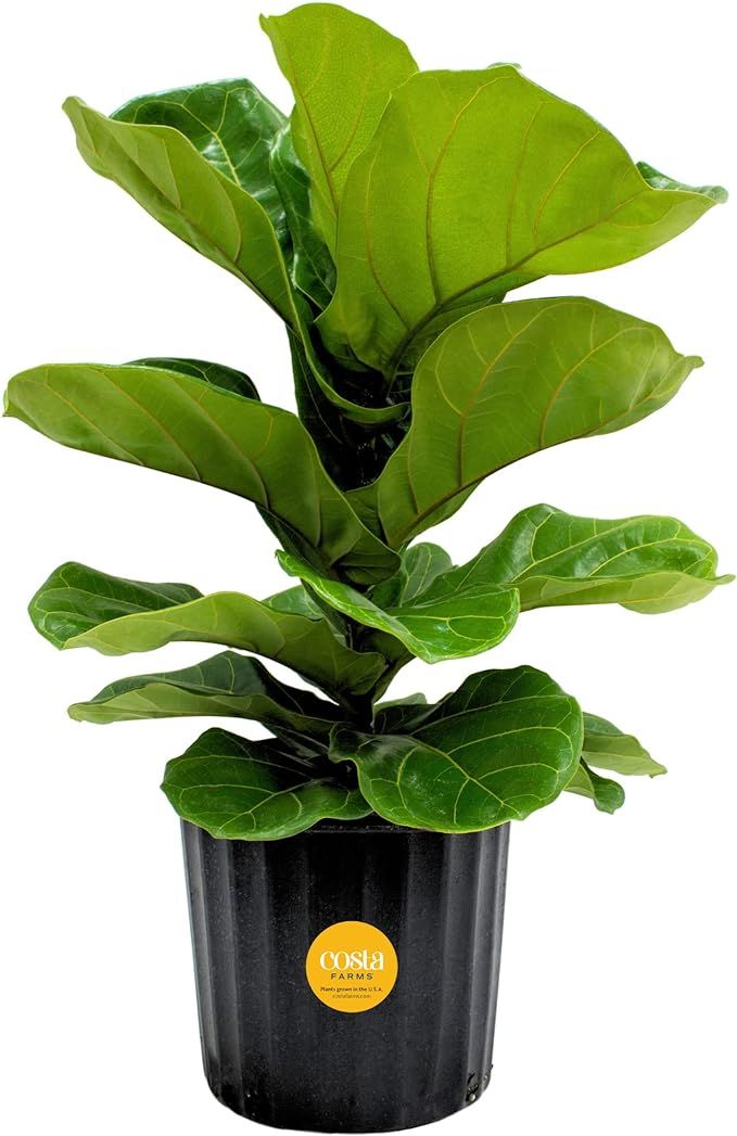 Costa Farms Fiddle Leaf Fig Tree, Live Indoor Floor Plant, Great Living Room or Office Decor, Tro... | Amazon (US)