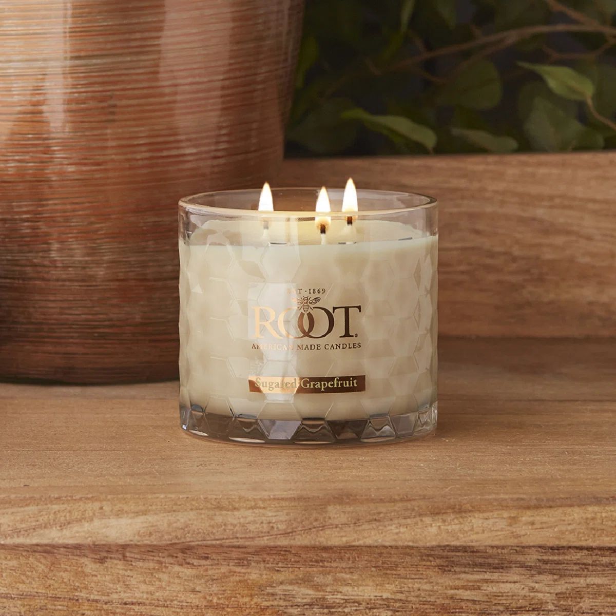 Root Candles Sugared Grapefruit Scented Jar Candle & Reviews | Wayfair | Wayfair North America