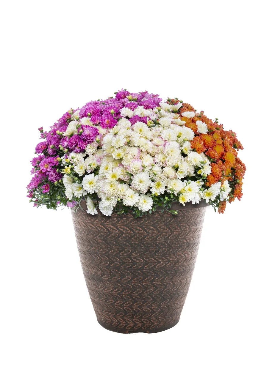 Better Homes & Gardens 1.5GL Mum Multicolor Orange Purple White Mum (1 Count) Live Plant with Dec... | Walmart (US)