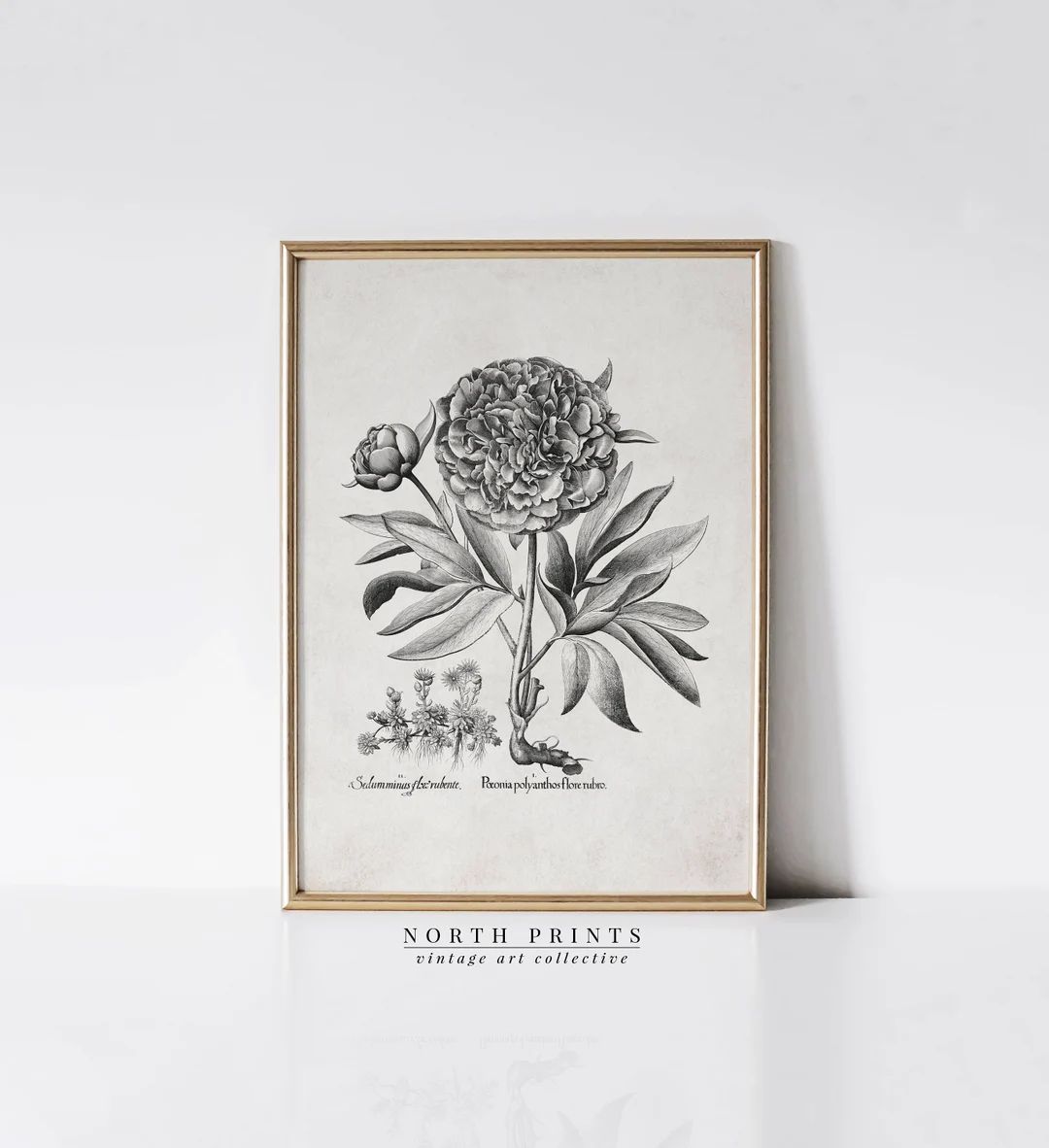 Antique Peony Sketch Wall Art | Neutral Rustic Botanical Drawing | Digital PRINTABLE Download | 1... | Etsy (US)