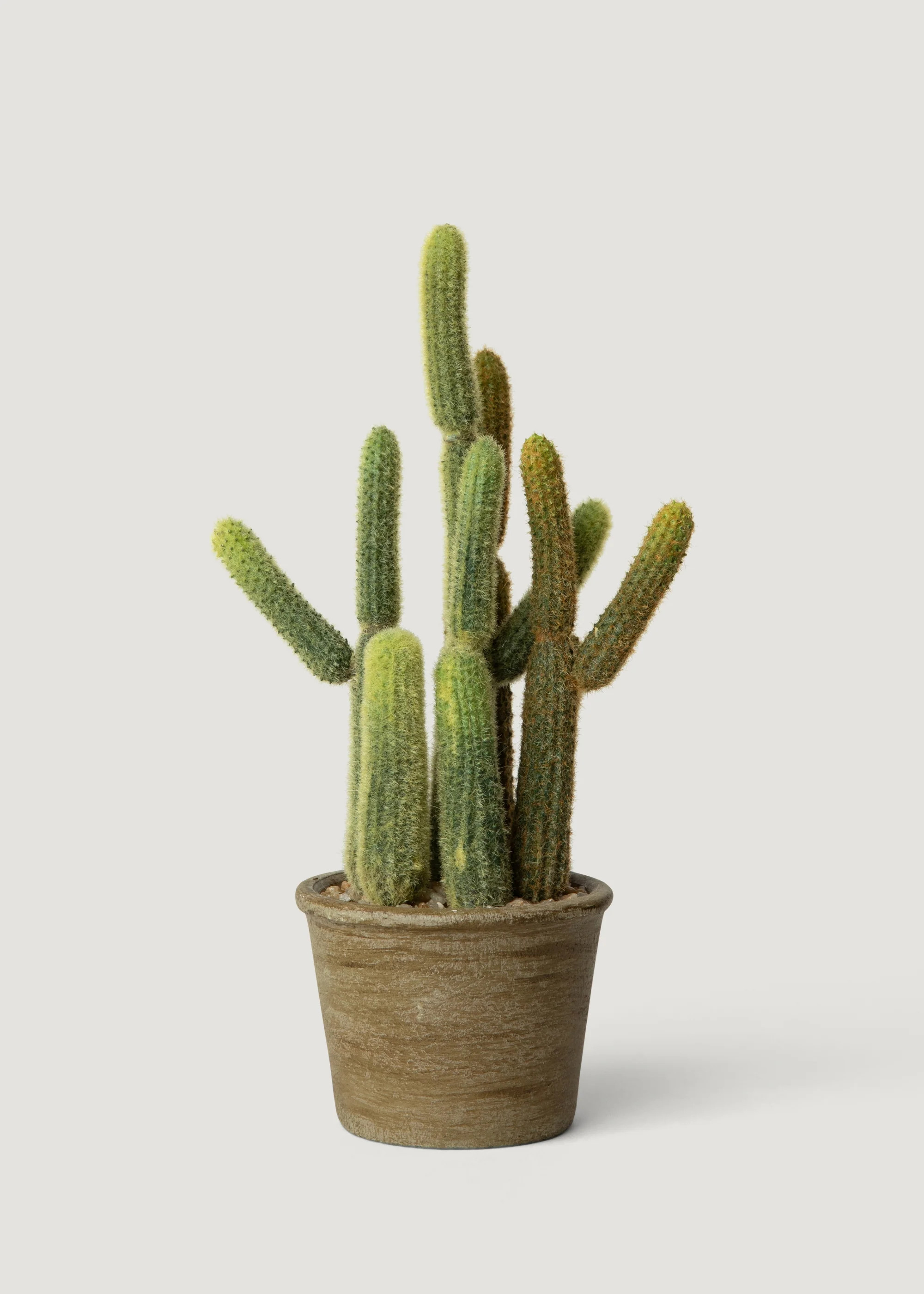 Small Cactus in Pot | Realistic Fake Potted Plants at Afloral | Afloral