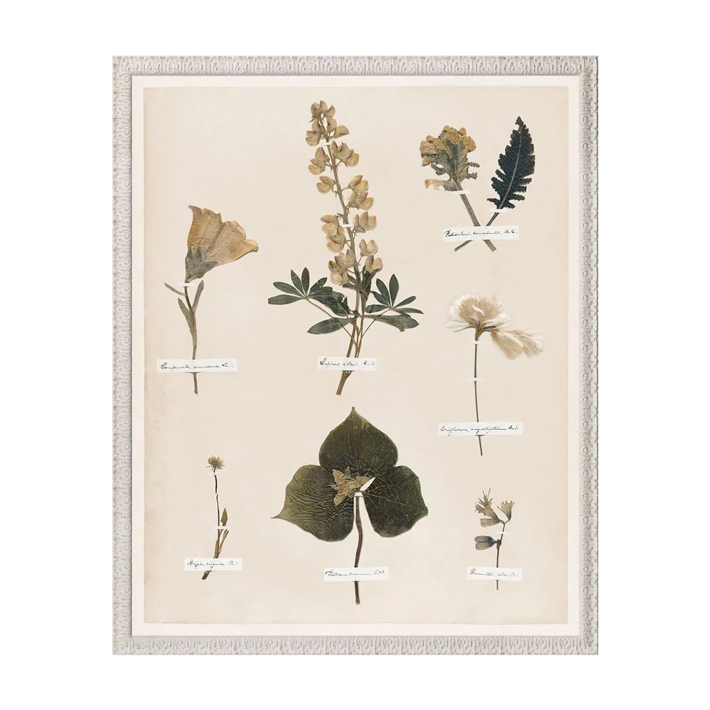 Botanical Pressings Artwork - Style No. 01 | Monika Hibbs Home