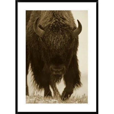 American Bison Portrait in Snow, North America by Tim Fitzharris Framed Photographic Print Size: 42" H x 30" W x 1.5" D | Wayfair North America
