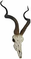 Veronese Design African Kudu Antelope Skull Wall Hanging Cool Twisted Horns | Amazon (US)