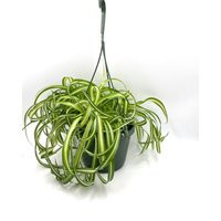 Bonnie Spider Plant Live, Bonnie, With Free Shipping, Pot, 8 Inch Plant, Hanging Plants | Etsy (US)