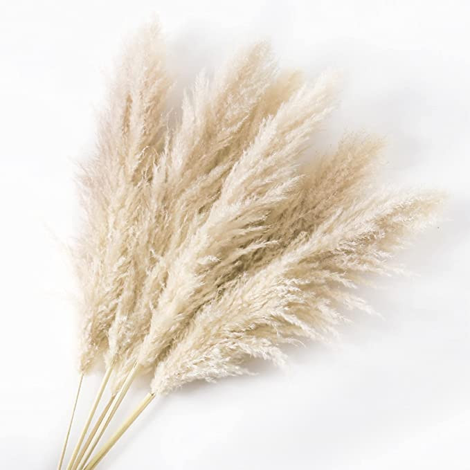 BARABELLA 43' Natural Dried Pampas Grass, Set of 6 Stems - Pompous, Tall, Large, and Fluffy Pampa... | Amazon (US)
