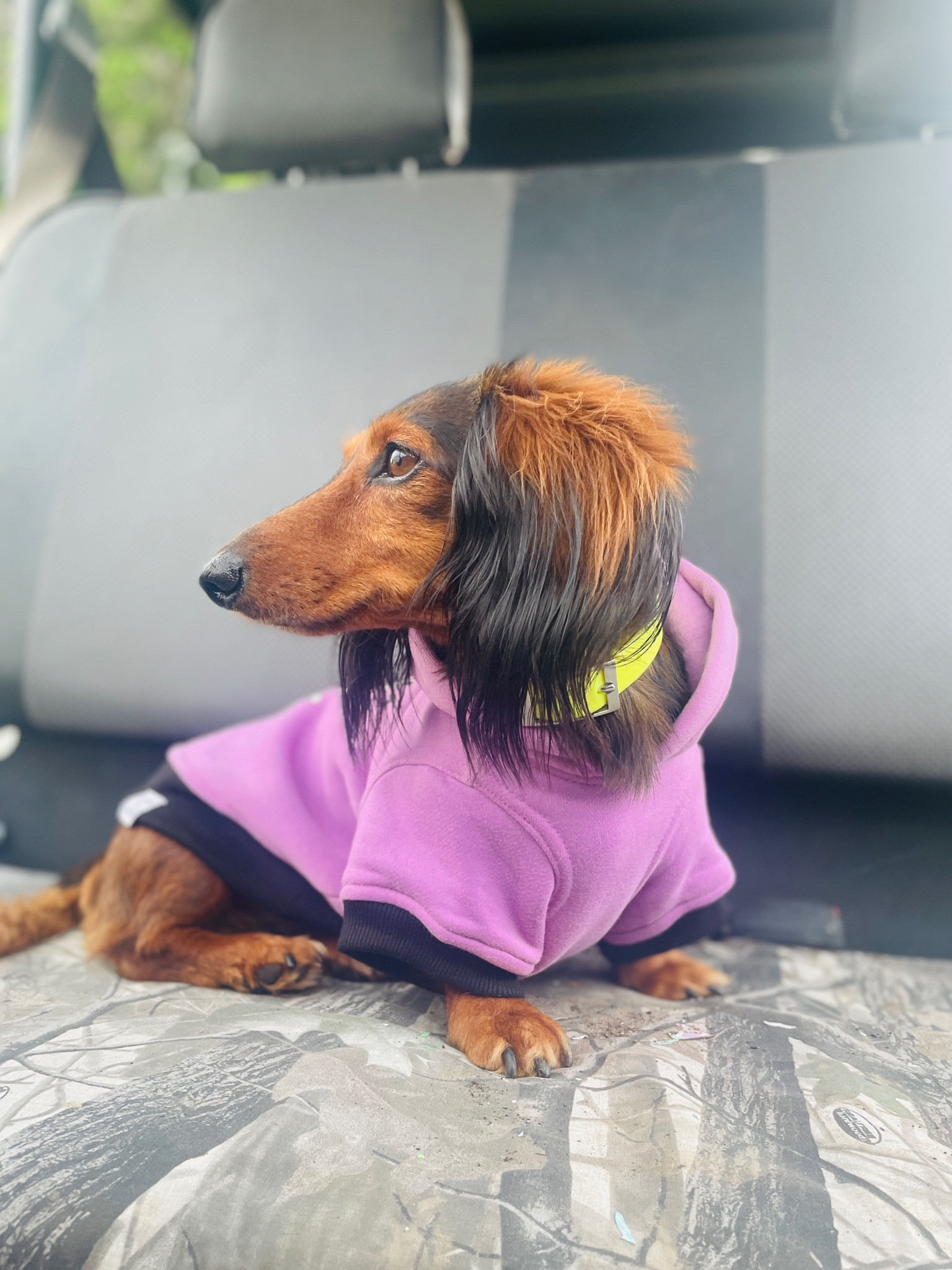 Doggy Style 🍬👻 

#LTKGiftGuide #LTKHolidaySale #LTKHalloween