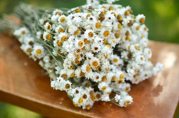 Dried ammobium bunch, mini daisies, everlasting dried flowers, mini daisy, white daisies | Etsy (US)