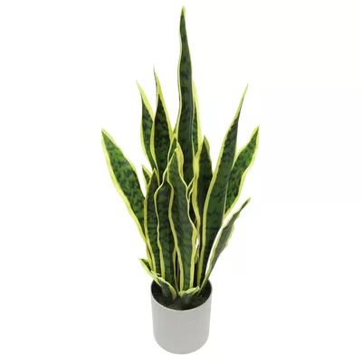 Snake Plant in Planter | Wayfair North America