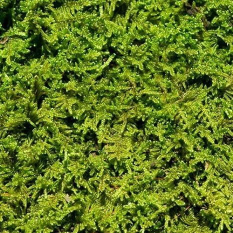 Living Moss - Fresh Sheet Moss Perfect for Terrariums and Bonsai by DBDPet | Live Arrival is Guar... | Amazon (US)