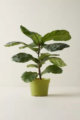 Fiddle Leaf Fig Plant | Anthropologie (US)