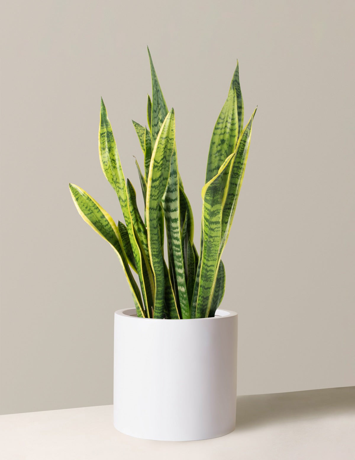 Large Snake Laurentii
    $196$172
         Save 12% Bundle & Save Planter Bundle | The Sill
