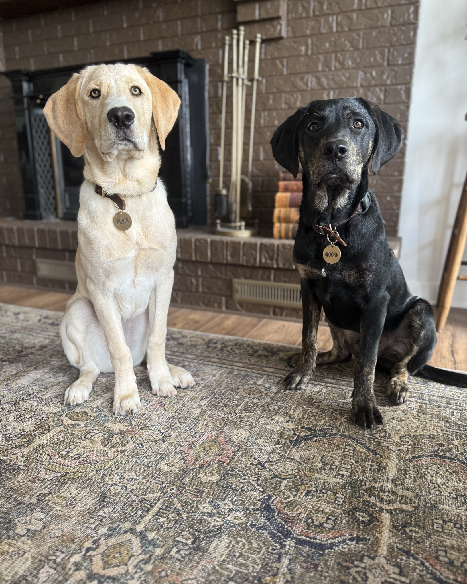 Our sweet boys got their big boy collars and ID tags today!  These large brass disc dog tags are so classic and the quality is amazing!

Details: Brass Disc Large | Font H

#LTKPets