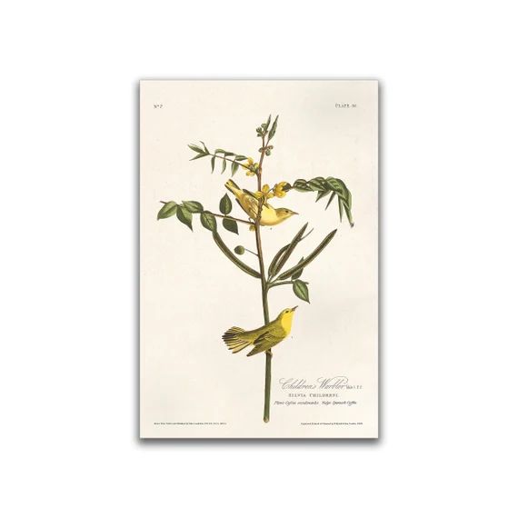 Children's Warbler - Plate 35, Audubon, Birds of North America vintage illustrations prints, kitc... | Etsy (US)