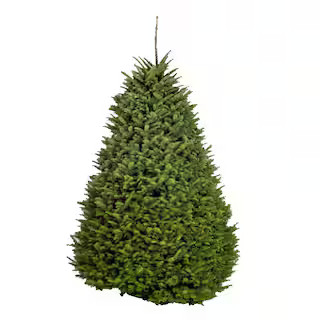 6-7 ft. Freshly Cut Live Abies Noble Fir Christmas Tree | The Home Depot