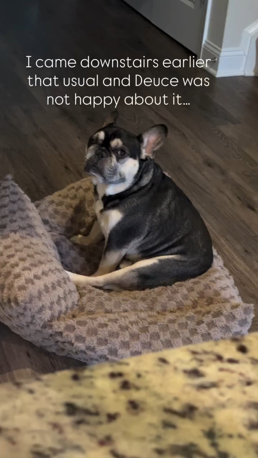 Why is he so mad is the question?? 😂

#LTKFindsUnder100 #LTKPets