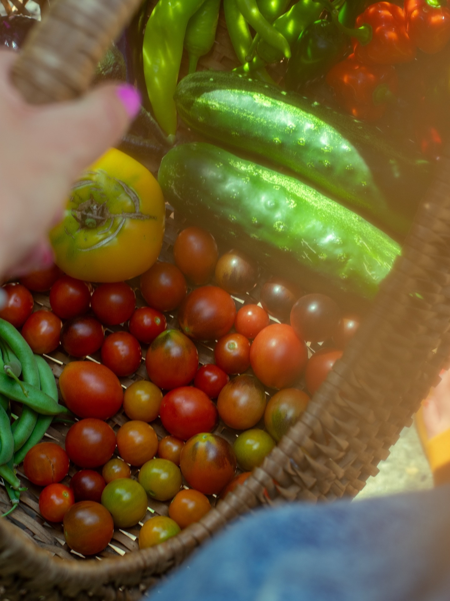 harvest basket season in our backyard garden 🍅✨ #garden #gardening #organic #organicgardening #gardner #goldenretriever #upcycled #sustainable #sustainablelifestyle