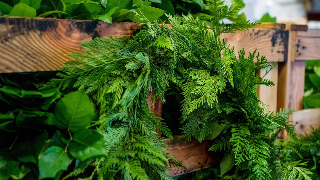 Western Red Cedar | Etsy (US)